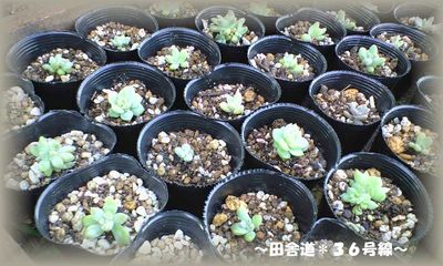 増やしました。(^^)