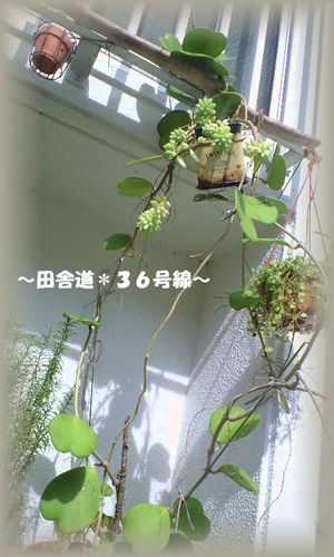 *ハートのホヤ*