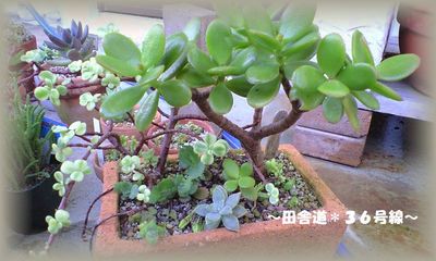 多肉の寄せ植え。