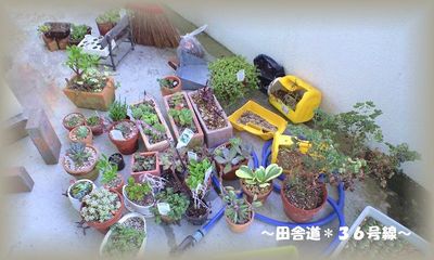 多肉達×お掃除。。。終了!!