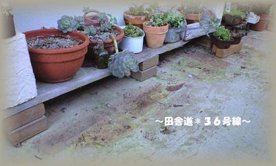 多肉達×お掃除。。。終了!!