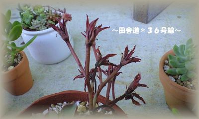 多肉達×お掃除。。。終了!!