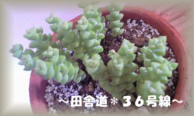 多肉×星