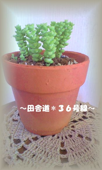 多肉×星