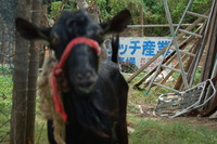 ダチョウランド賃貸可能♪今帰仁村貸ダチョウランド♪
