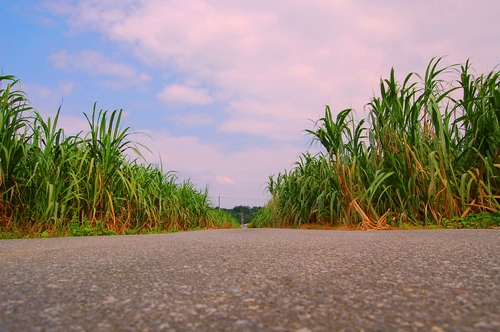 緑畑の散歩道