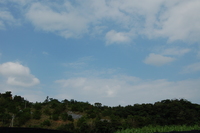 緑畑の散歩道