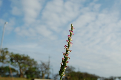 植物探検隊