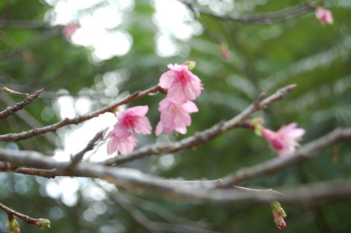 本部町八重岳桜咲く
