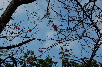 本部町八重岳桜咲く