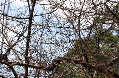 本部町八重岳桜咲く