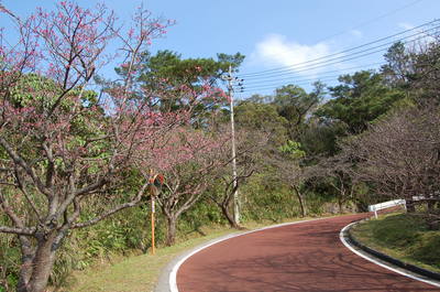 本部町八重岳桜咲く