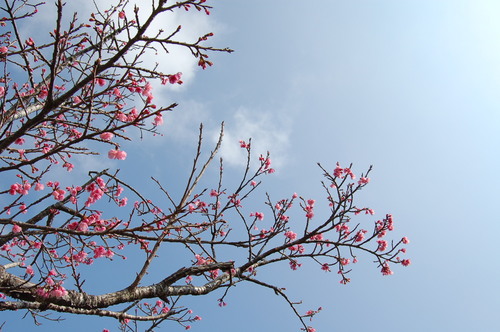本部町八重岳桜咲く