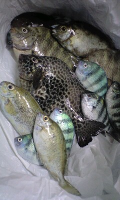 釣り