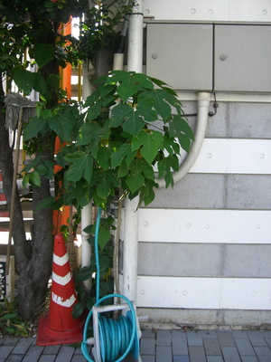 このまま夏に！