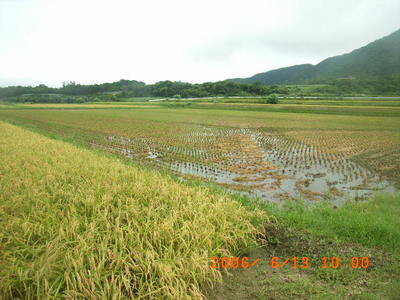石垣島で３期作の１期米田植え開始！