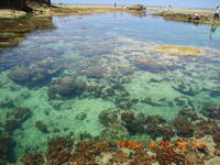 うりずんの島・本部半島・備瀬崎(2008.4.20) 2008/05/09 08:52:59