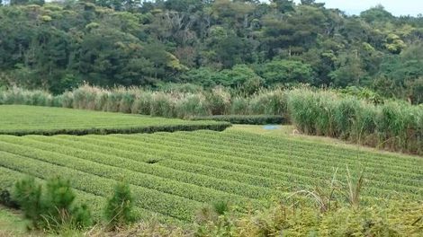 沖縄の茶産地