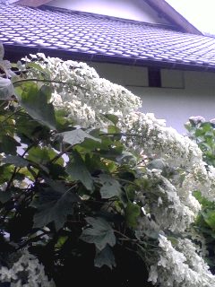 柏葉あじさい