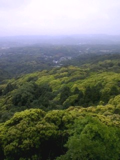 やんばるのようです。