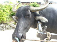 竹富島の・・・ 2006/08/20 09:00:00