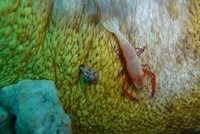 米原のおもしろ生物 2006/08/27 09:00:00