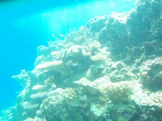 潜ってるときってお腹空かないよね??