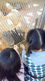 チビちゃんの体験入園