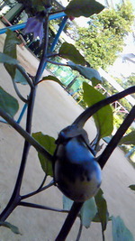 園庭菜園♪