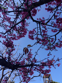 桜咲きました。