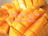 2021年 沖縄県産「奇跡のマンゴー」＆「ケンちゃんマンゴー」ご予約受付開始☆