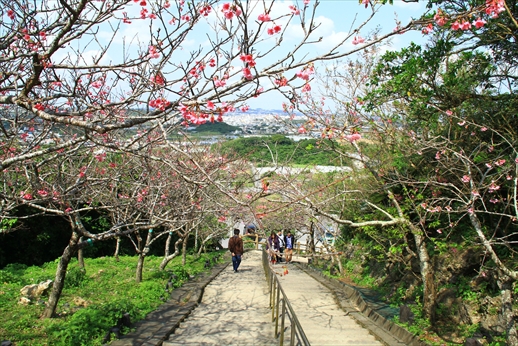 八重瀬公園の桜＠桜開花情報