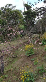 沖縄本島中部ぶらりドライブ♪＆桜の開花情報
