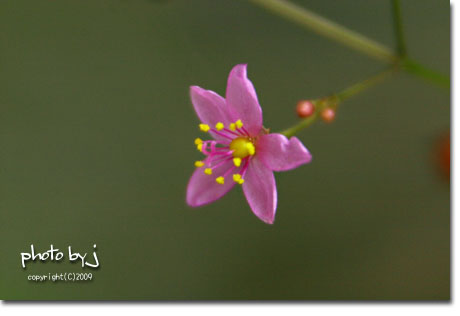 ちっちゃい花・・三時草