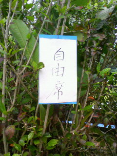紫一色