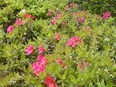 冬は必ず春になる♪ 2008/04/23 00:32:33