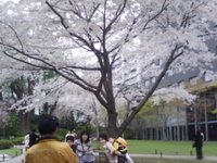 ナイチの桜 2008/04/02 01:58:57