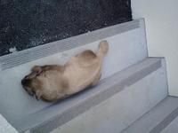 ユクル猫 2008/10/18 16:03:07