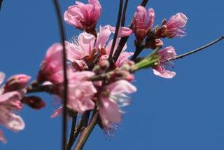 葉桜と春の物語