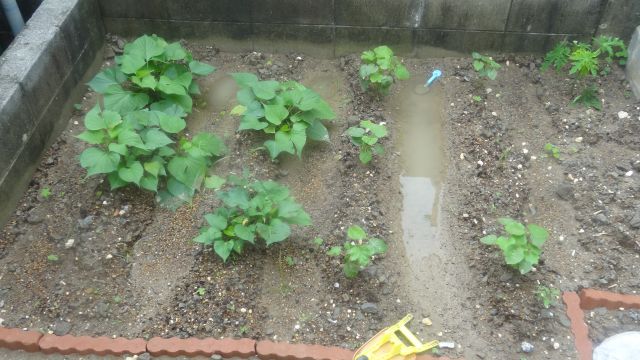 家庭菜園!