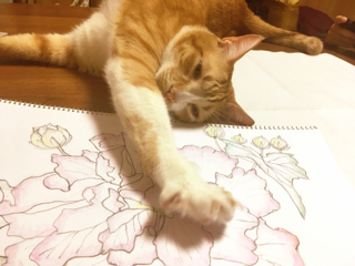 本当に好きなこと 本当に好きなこと