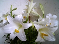 検討中＊ 2008/04/14 22:36:48