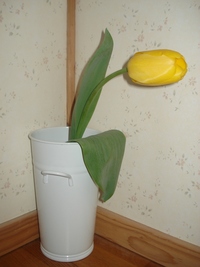 春が来た♪ 2008/03/10 17:38:39