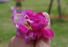 プレゼントの花