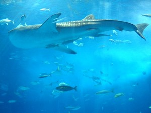 美ら海水族館Ⅰ・出会いとふれあい旅・3度目の沖縄③