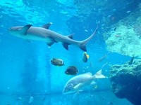 美ら海水族館Ⅰ・出会いとふれあい旅・3度目の沖縄③