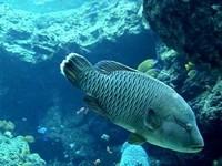 美ら海水族館Ⅰ・出会いとふれあい旅・3度目の沖縄③