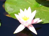 追分・鹿公園の赤いひまわり