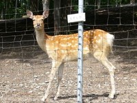 追分・鹿公園の赤いひまわり