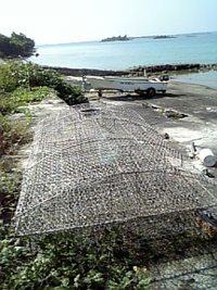 何やろか　これ・・・ 2008/04/28 14:54:16